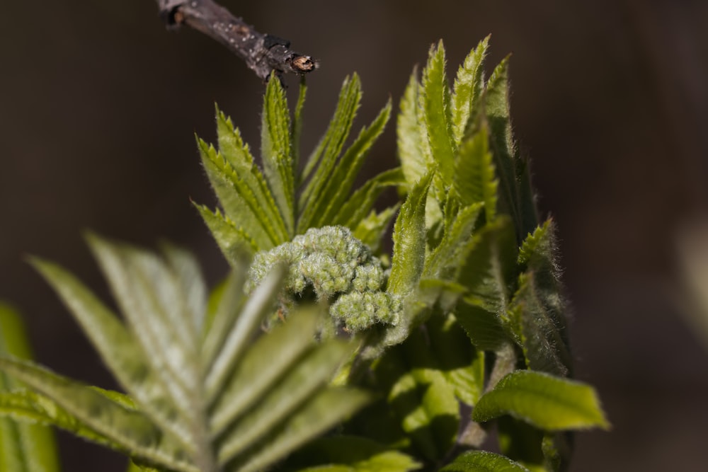 a close up of a plant with a bug on it