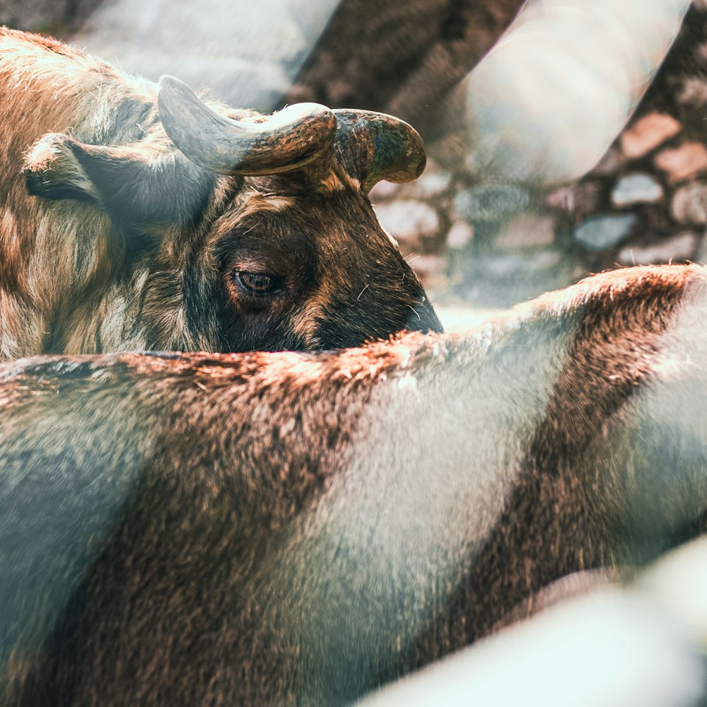 a close up of a cow laying down