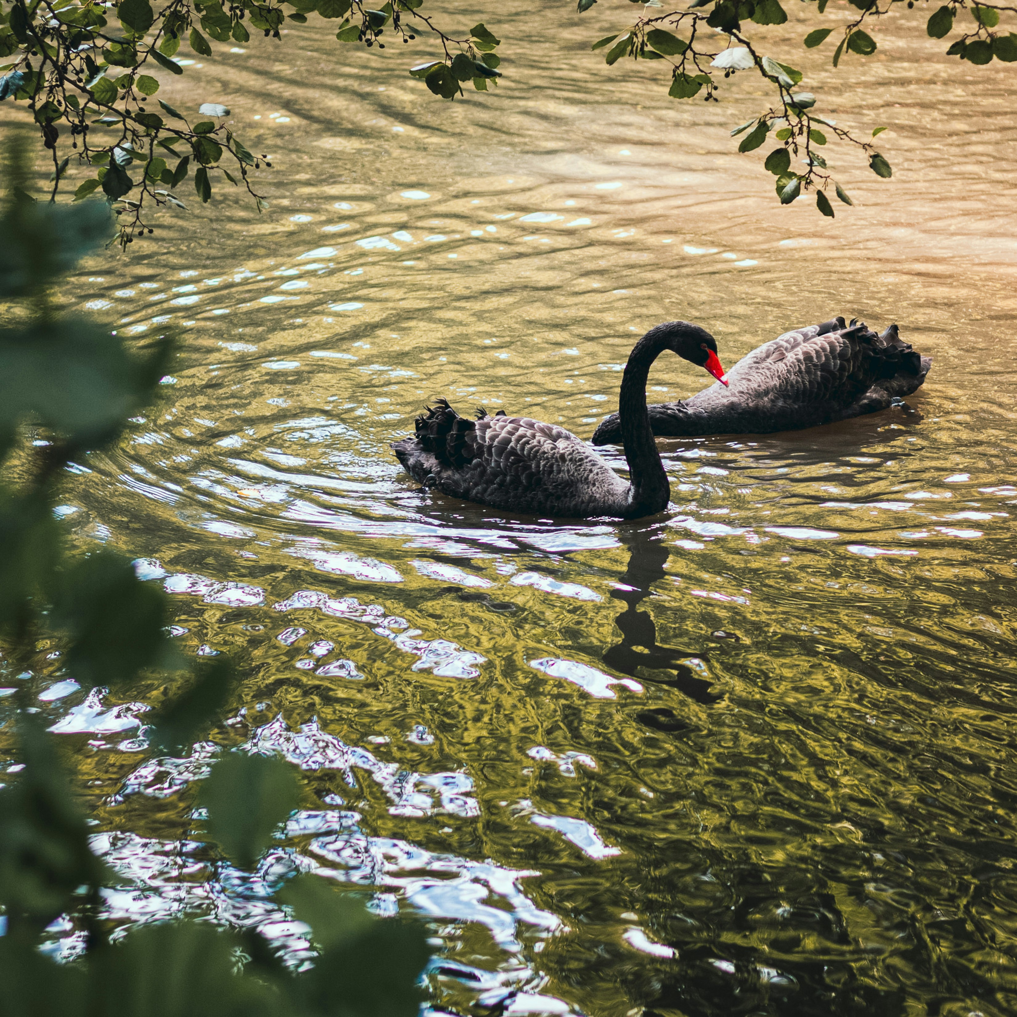 Dos cisnes negros nadando en un lago junto a un árbol