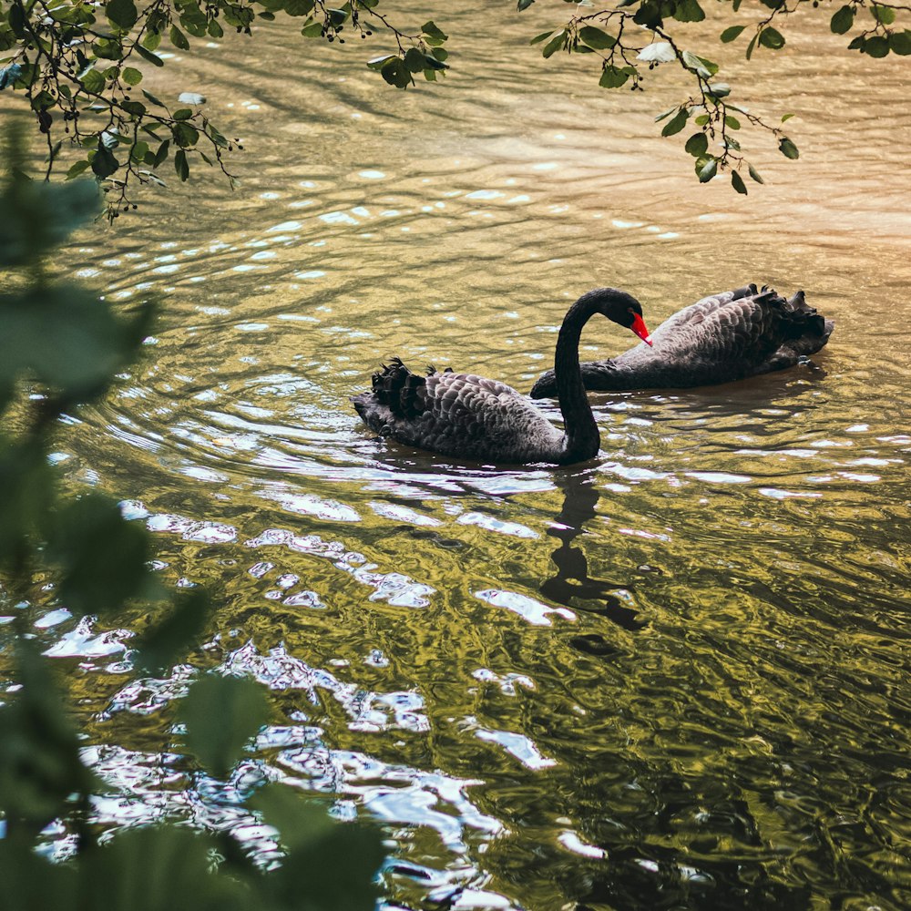 two black swans swimming in a lake next to a tree