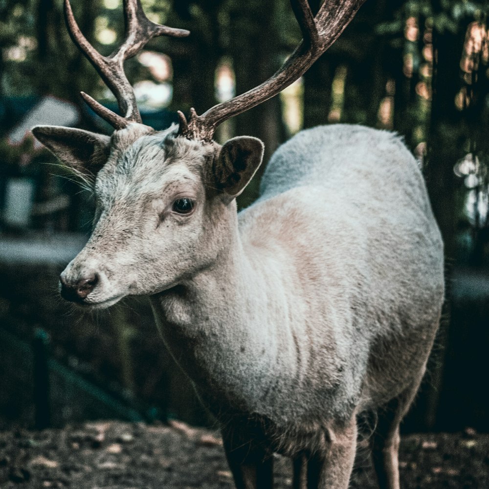 a close up of a deer with antlers on it's head