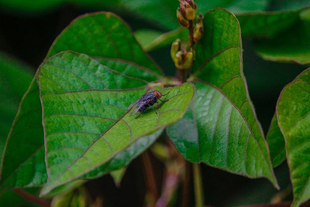 a bug sitting on top of a green leaf