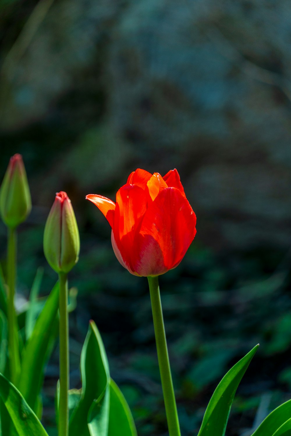 a single red tulip stands out among the green leaves