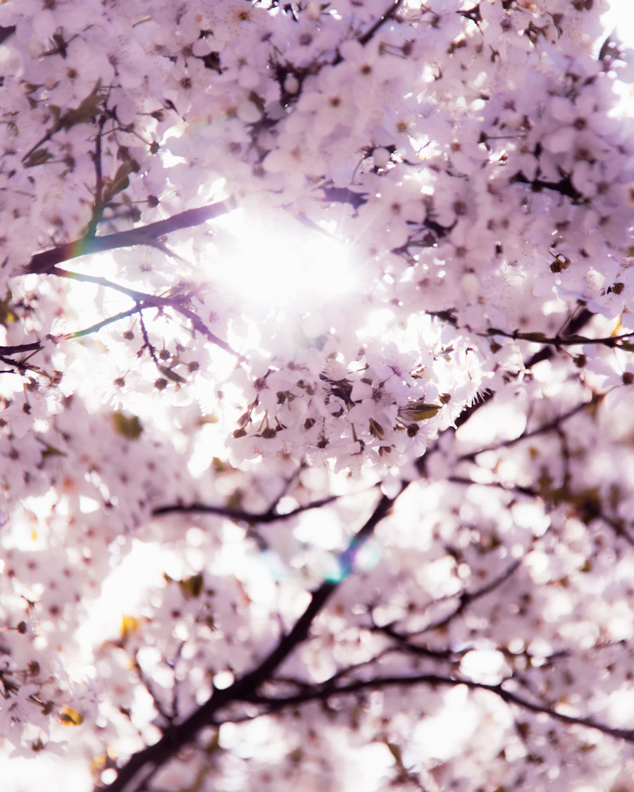 White cherry blossoms glowing in natural sunlight