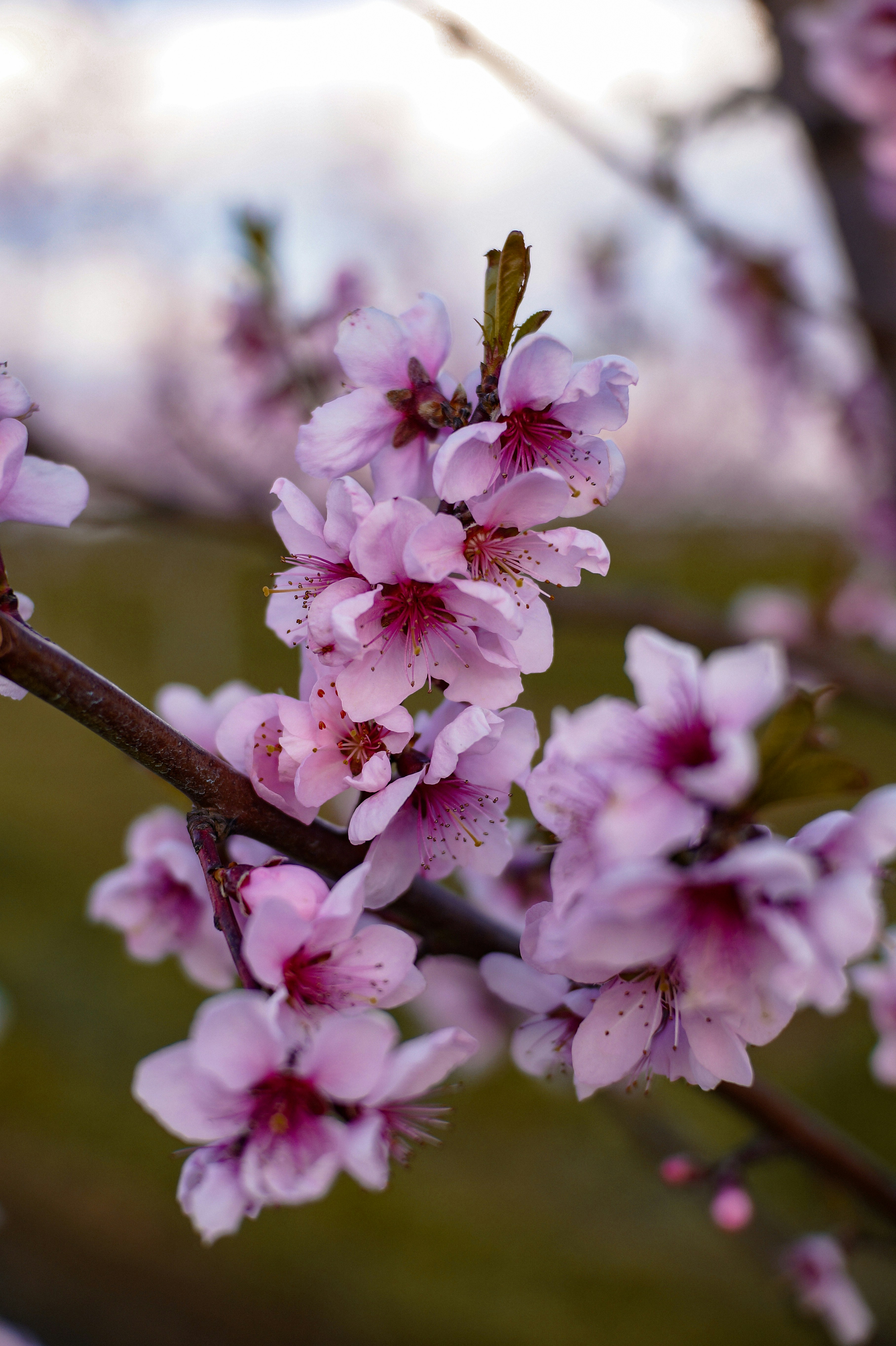 Photo by valentine_ivanova