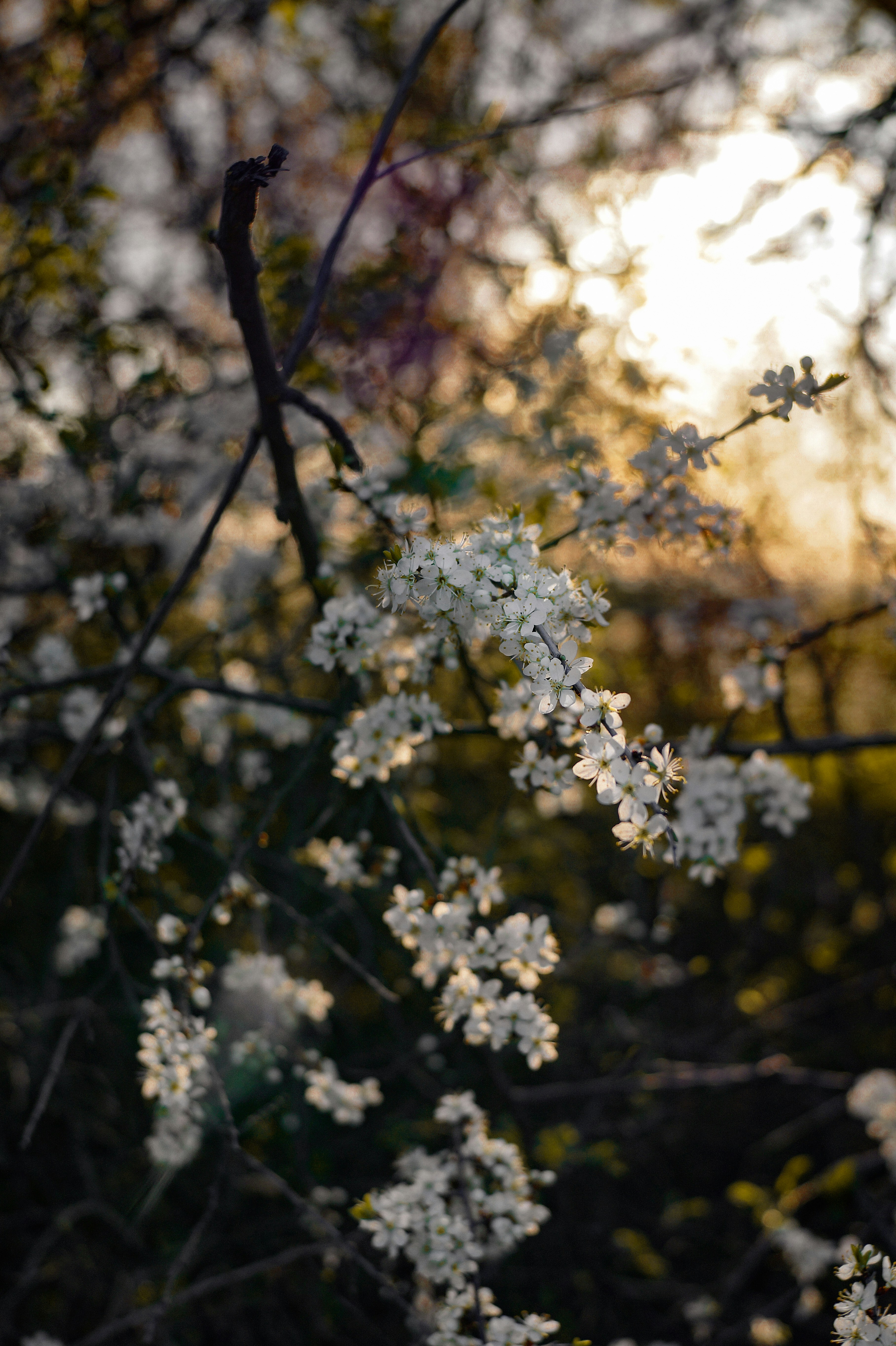 Photo by valentine_ivanova