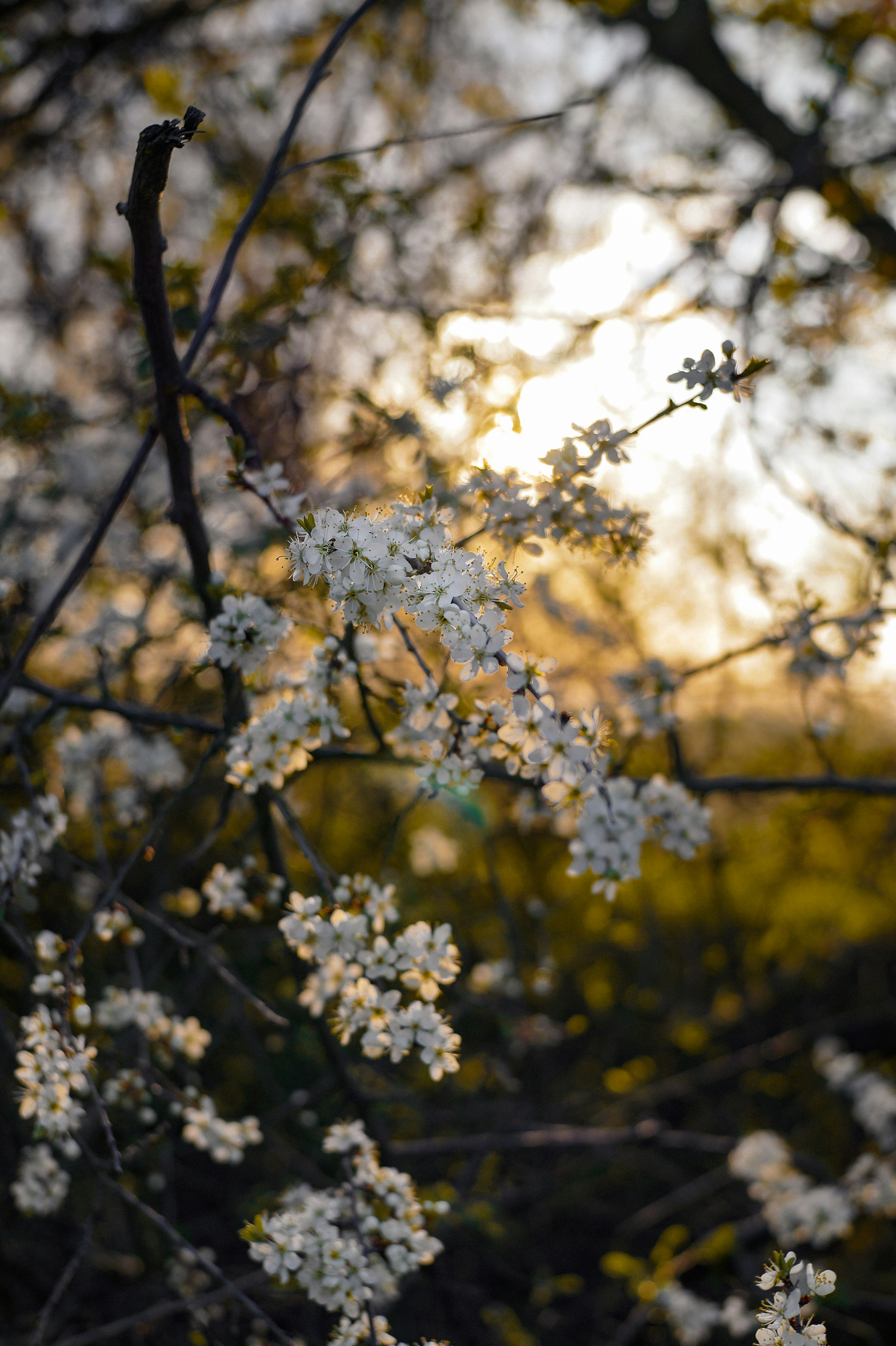 Photo by valentine_ivanova