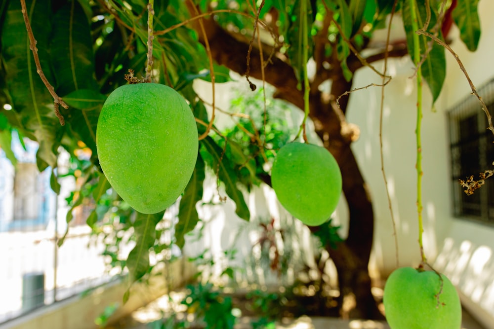 a tree filled with lots of green fruit hanging from it's branches