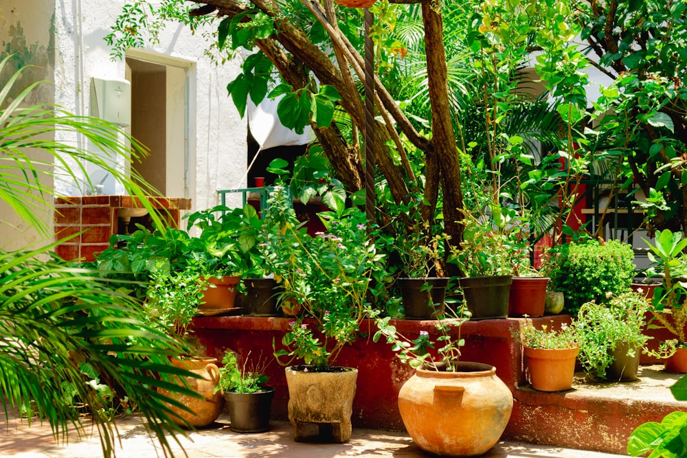 a number of potted plants in a garden
