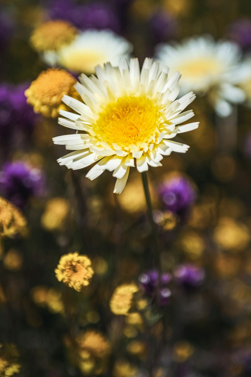 a close up of a yellow and white flower