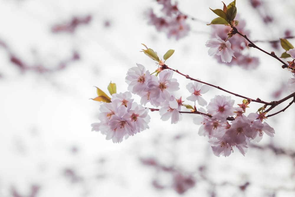 a branch of a cherry tree with pink flowers