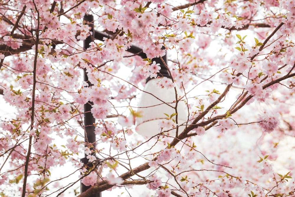 a street light in a tree with pink flowers