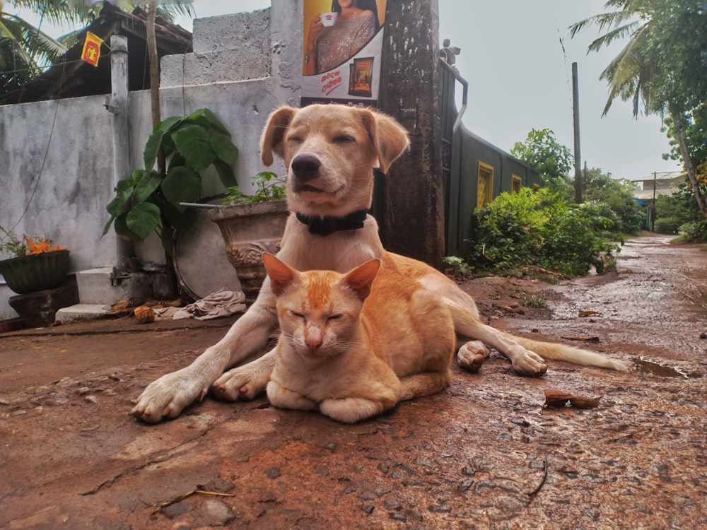 a dog and a cat laying on the ground