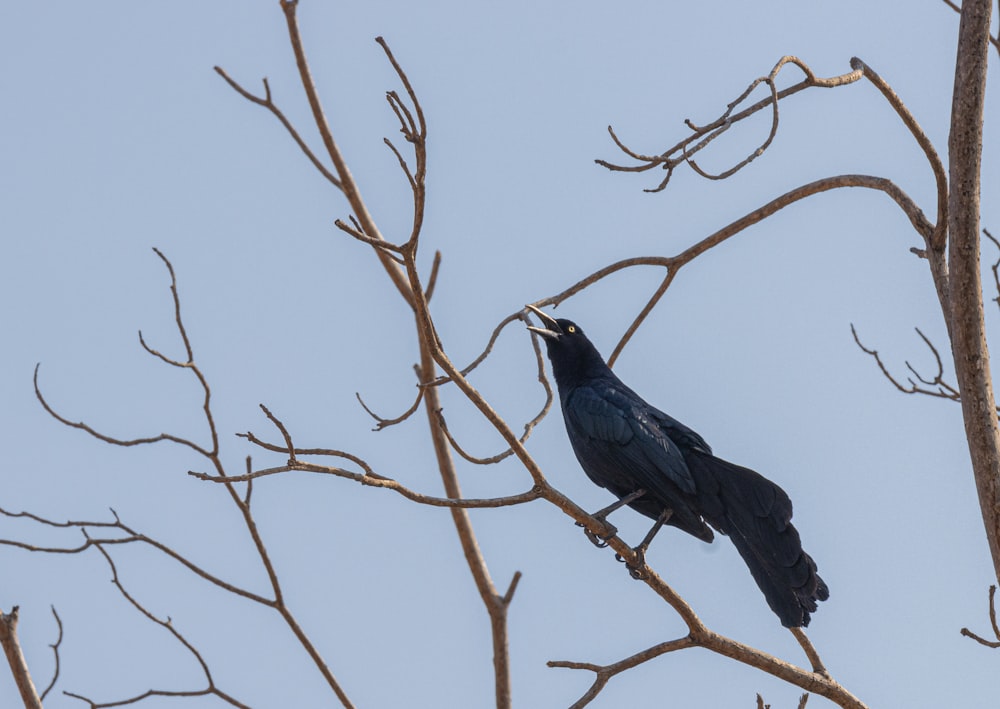 a black bird sitting on top of a tree branch