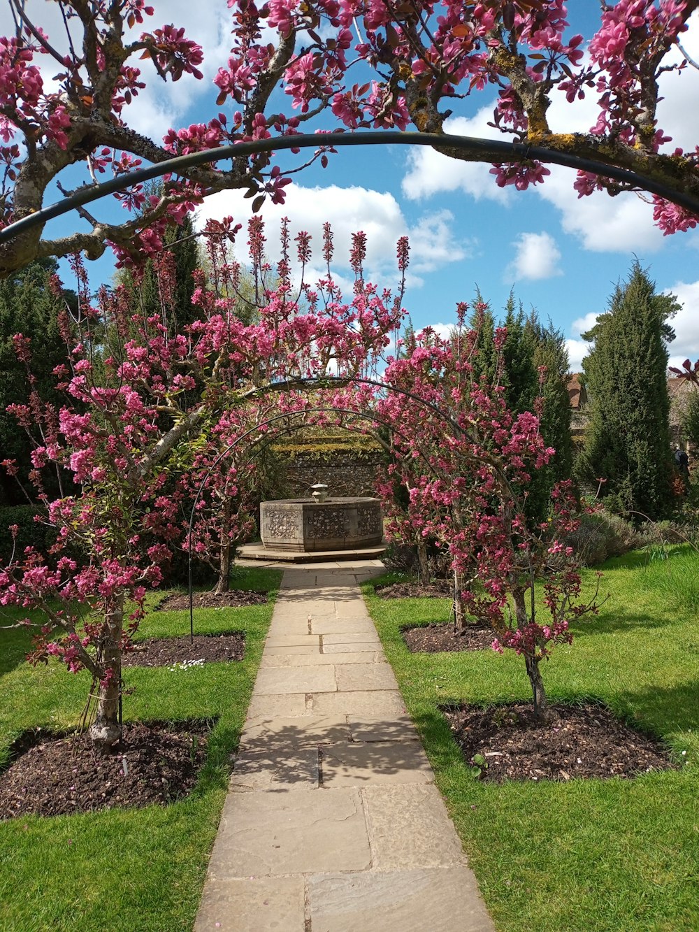 a walkway in a park with pink flowers on the trees