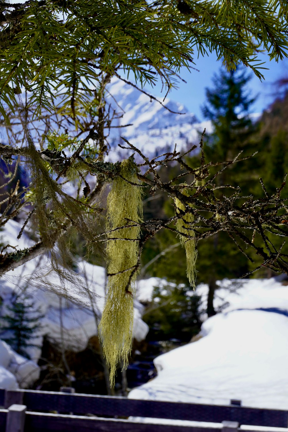 a tree branch with a bunch of moss hanging from it