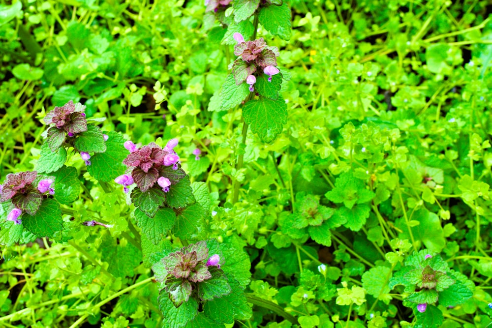 a close up of a plant with purple flowers