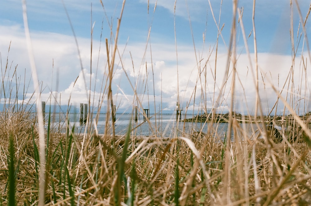 a field of tall grass with a bridge in the background