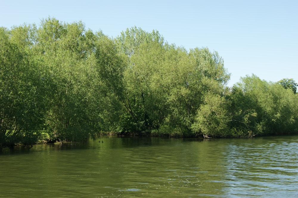 a body of water with trees in the background