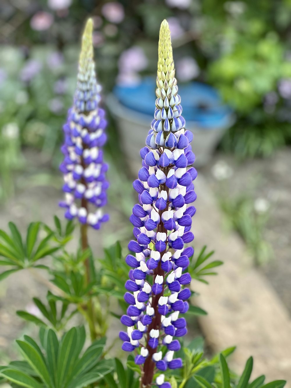 a close up of a purple flower in a garden