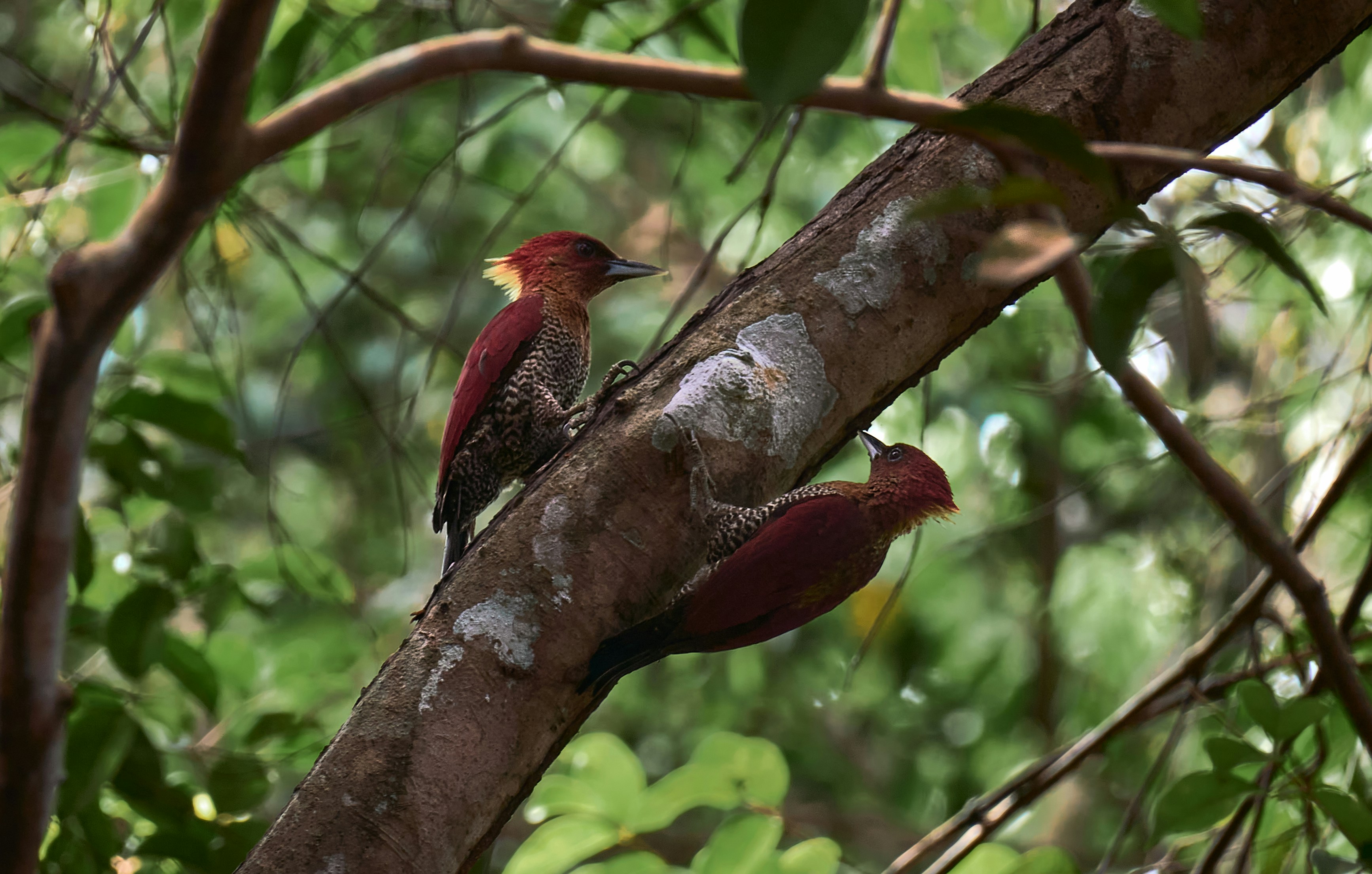 Photo by nilssoderman