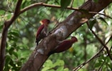 a couple of birds sitting on top of a tree branch