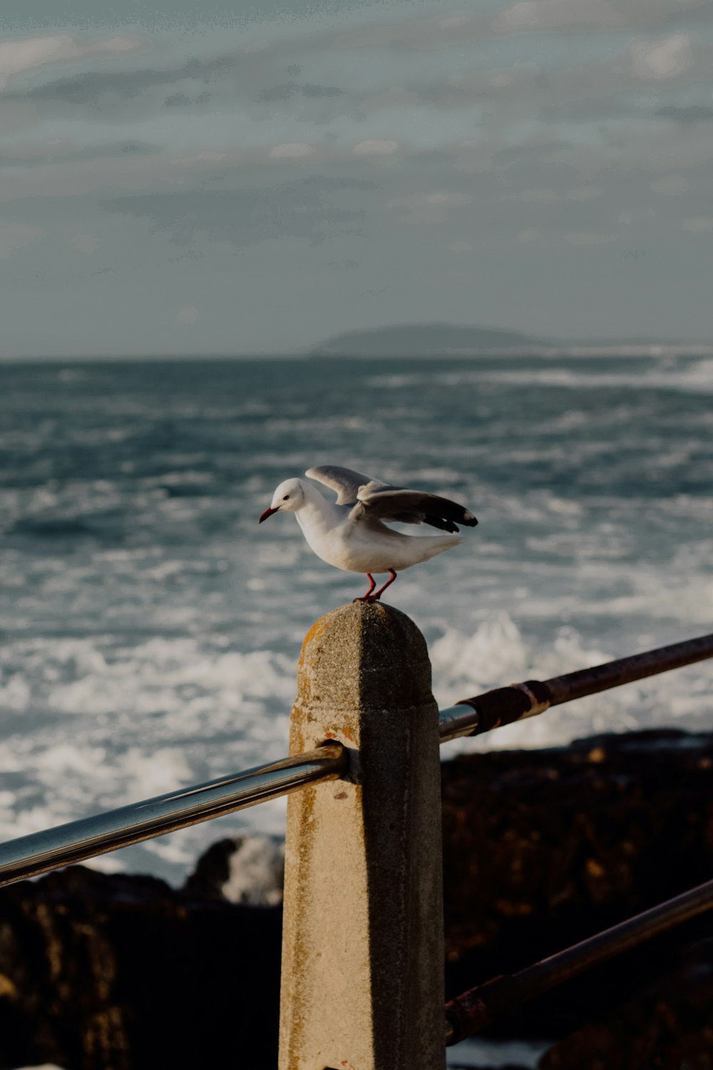 a seagull sitting on a railing near the ocean