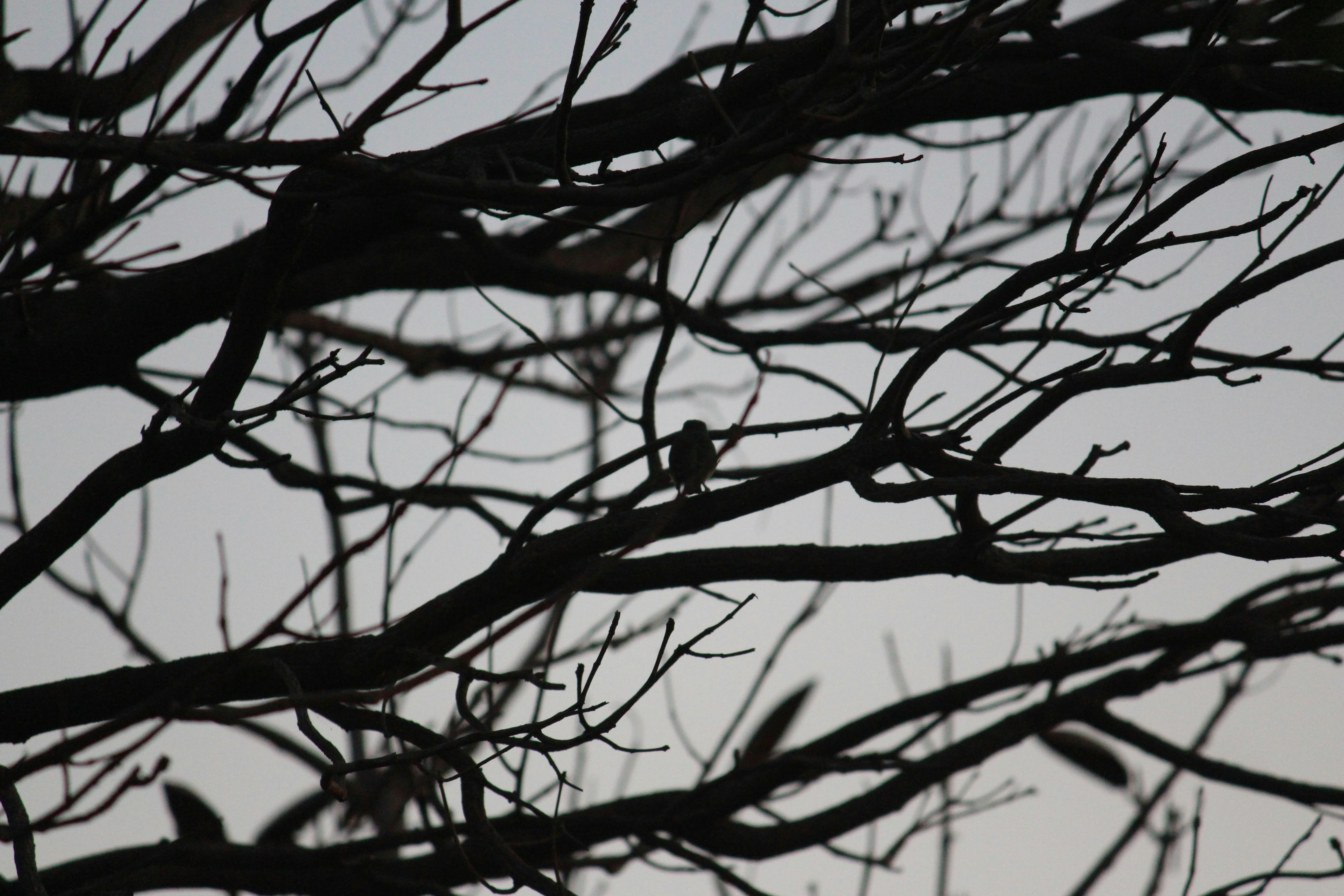 Photo by shridhardixit