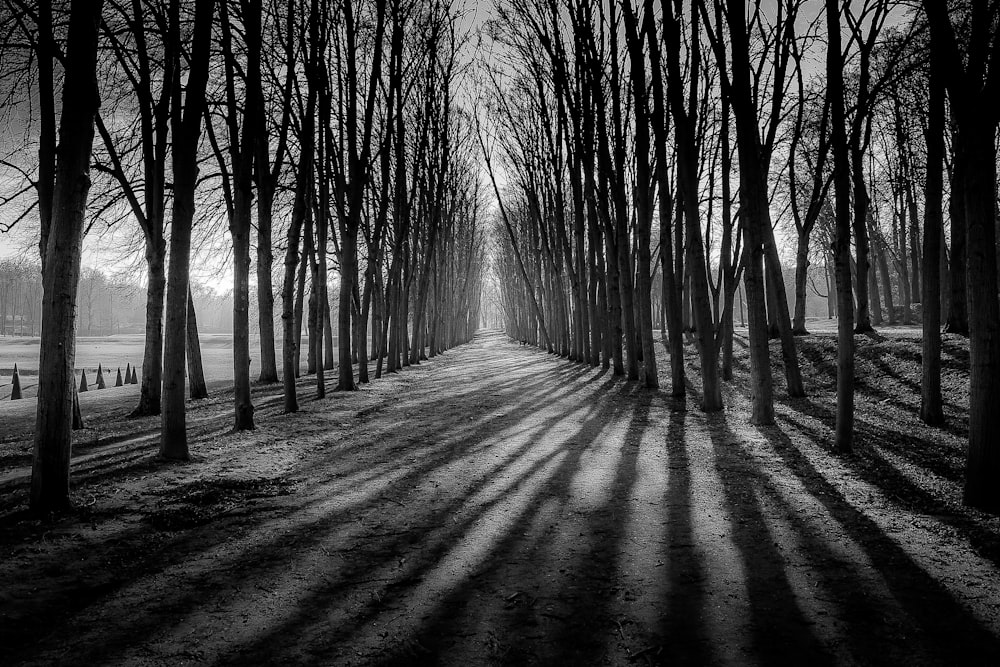 Une photo en noir et blanc d’une route bordée d’arbres