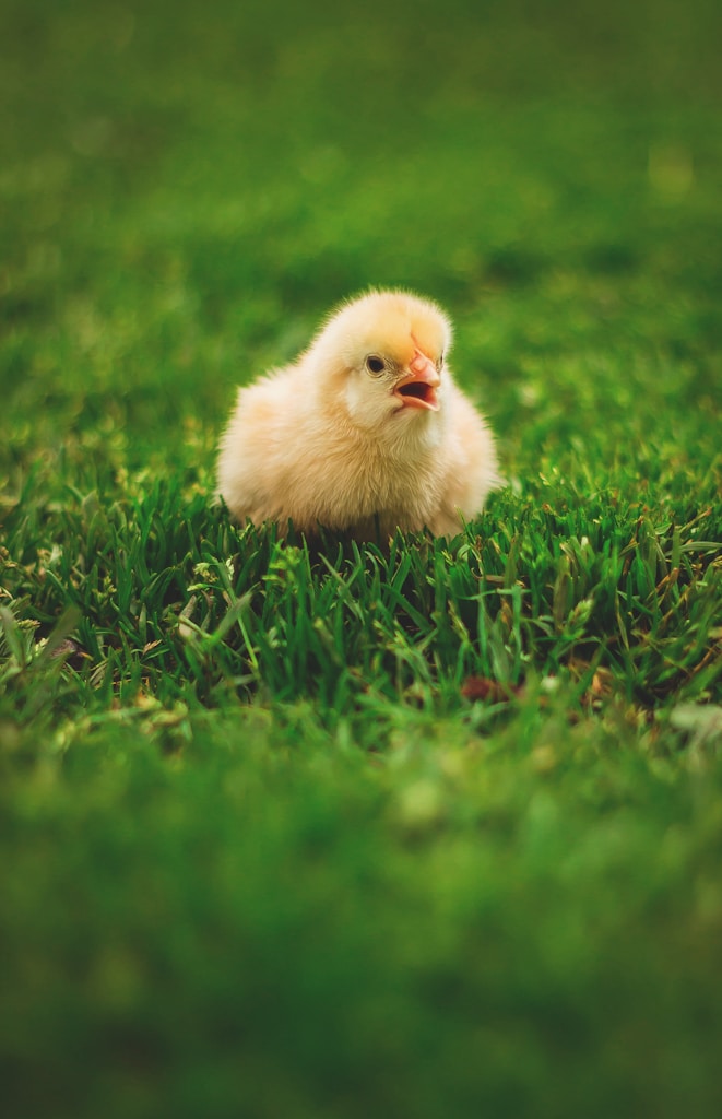 Sunny Chick