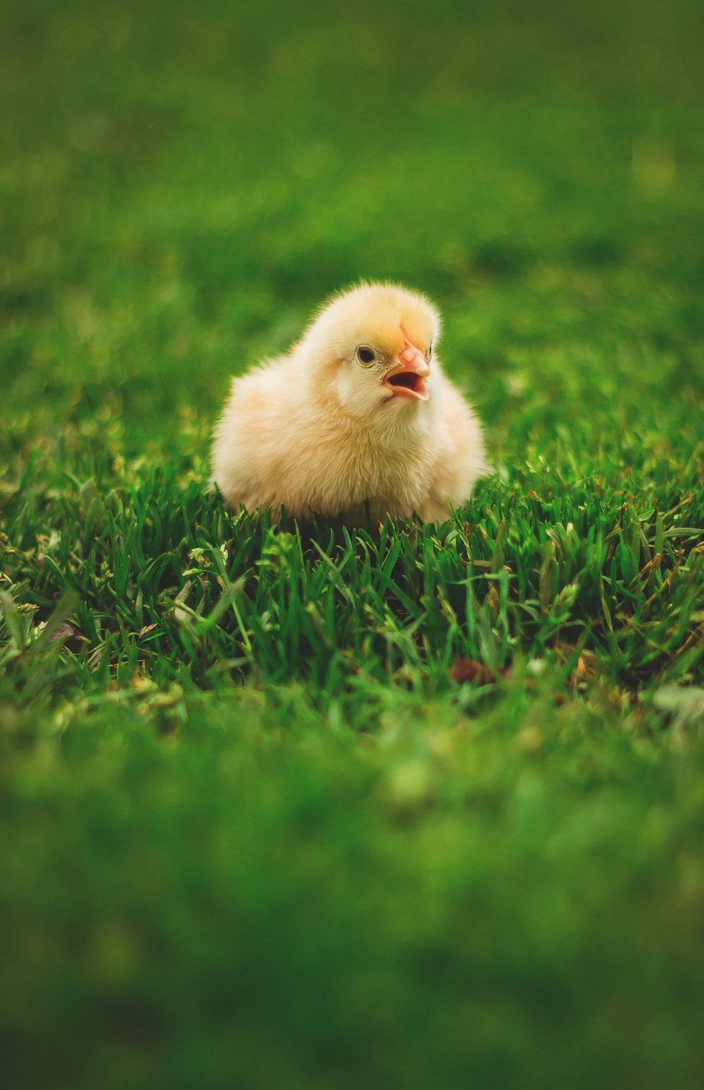a small chicken sitting on top of a lush green field