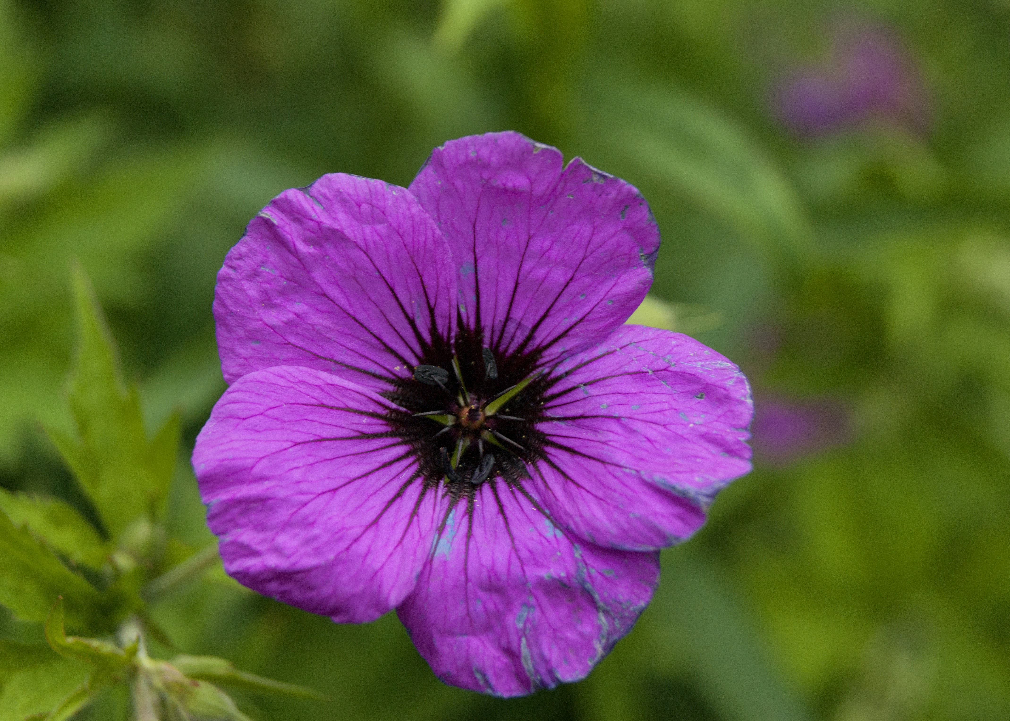 Photo by mattellis777