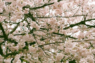 Branches of a tree are covered with numerous delicate, pale pink cherry blossoms. The flowers are densely clustered, creating a lush canopy that contrasts with the dark, rough texture of the tree branches.