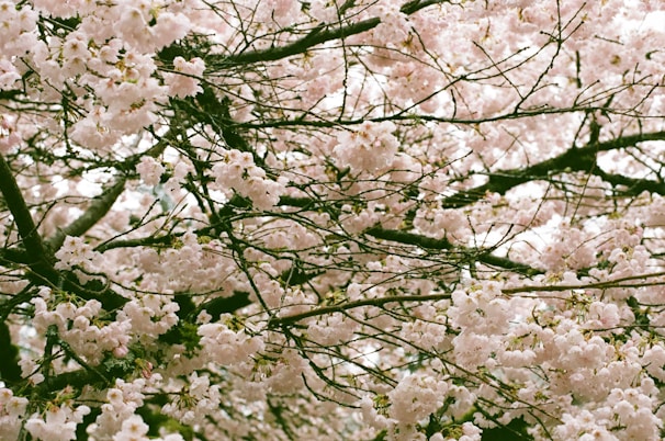 Branches of a tree are covered with numerous delicate, pale pink cherry blossoms. The flowers are densely clustered, creating a lush canopy that contrasts with the dark, rough texture of the tree branches.