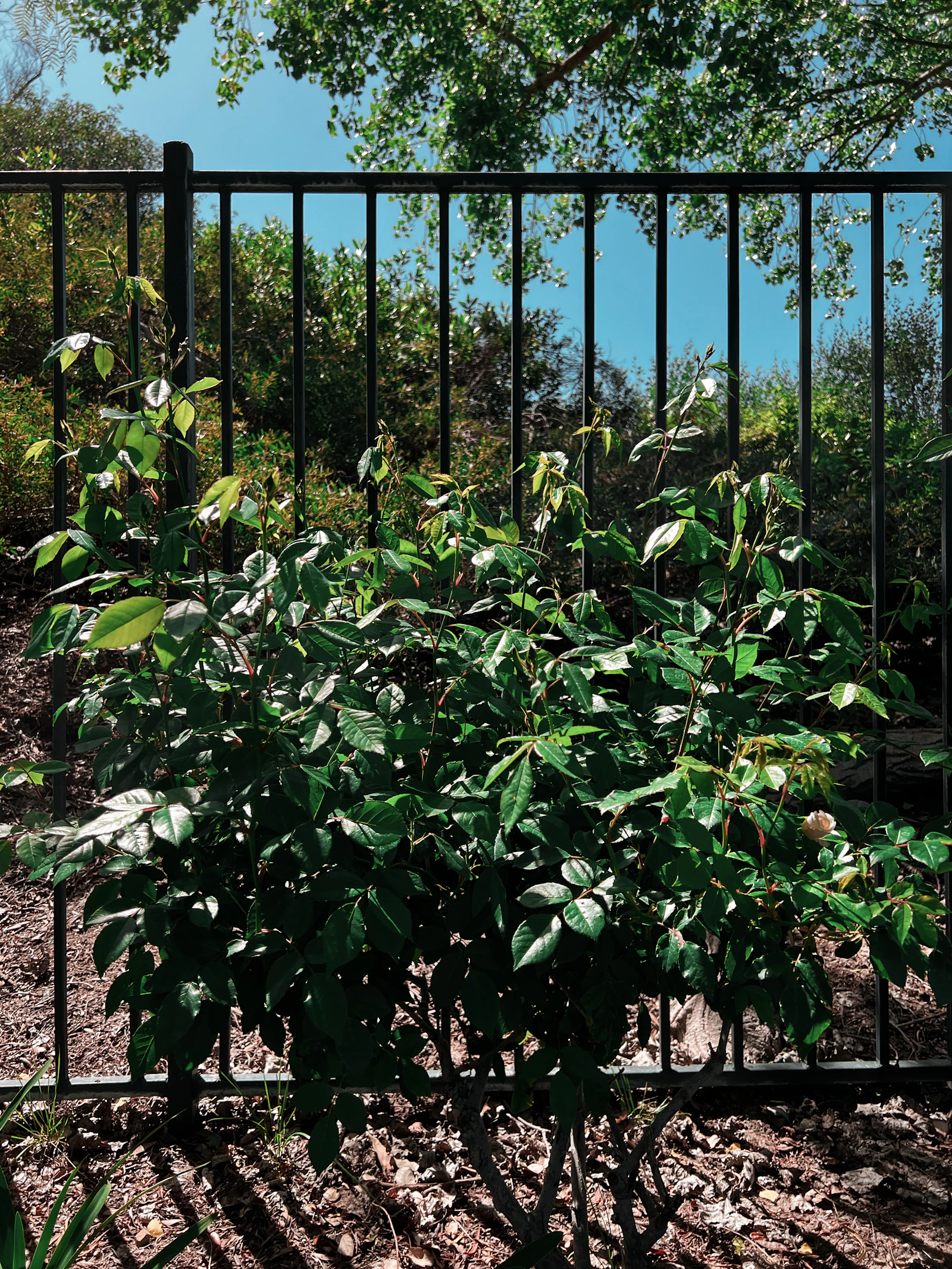 Aluminum fence enclosing a backyard patio