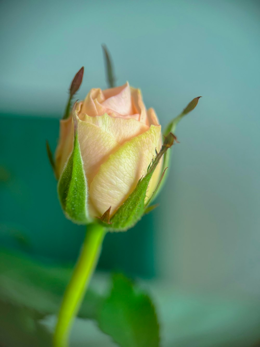 a single pink rose with a green stem
