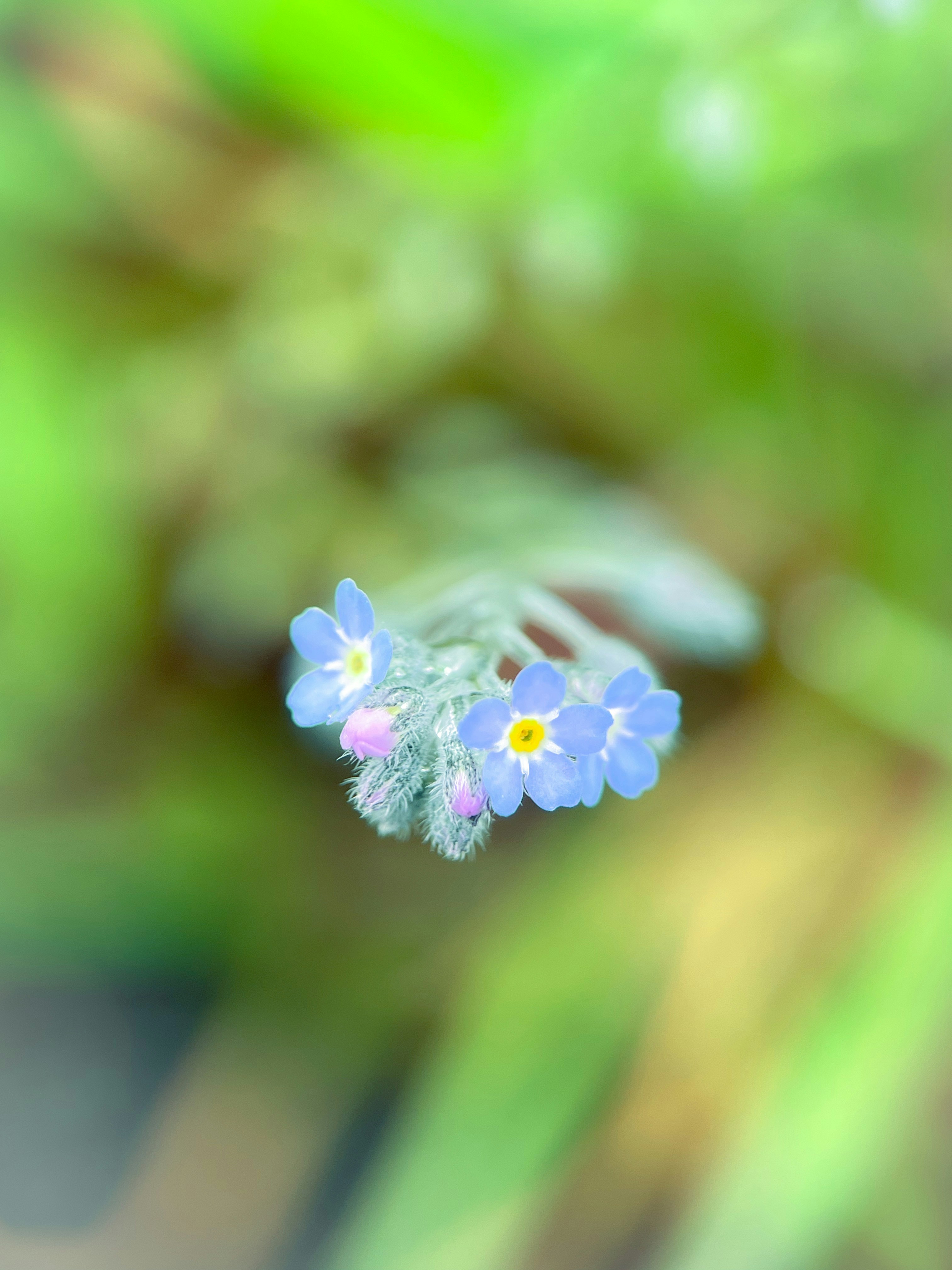 Una foto borrosa de una pequeña flor azul