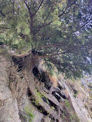 Healthy root systems spreading deeply in arid soil after biovia treatment