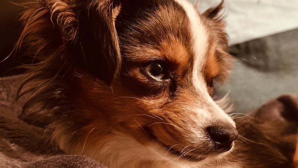 a brown and white dog laying on top of a bed