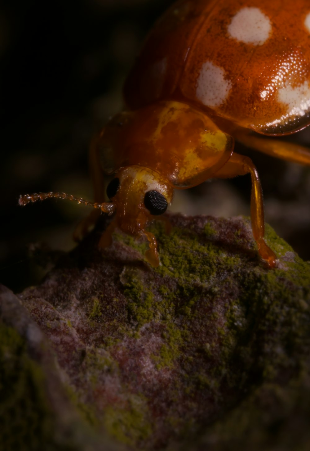 a close up of a bug on a rock