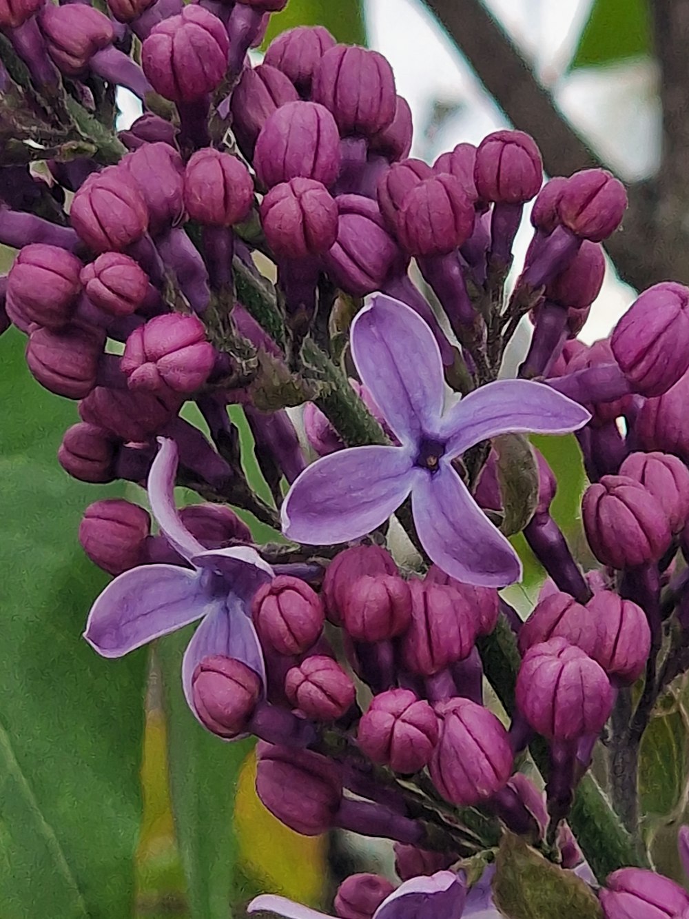 a close up of a bunch of purple flowers