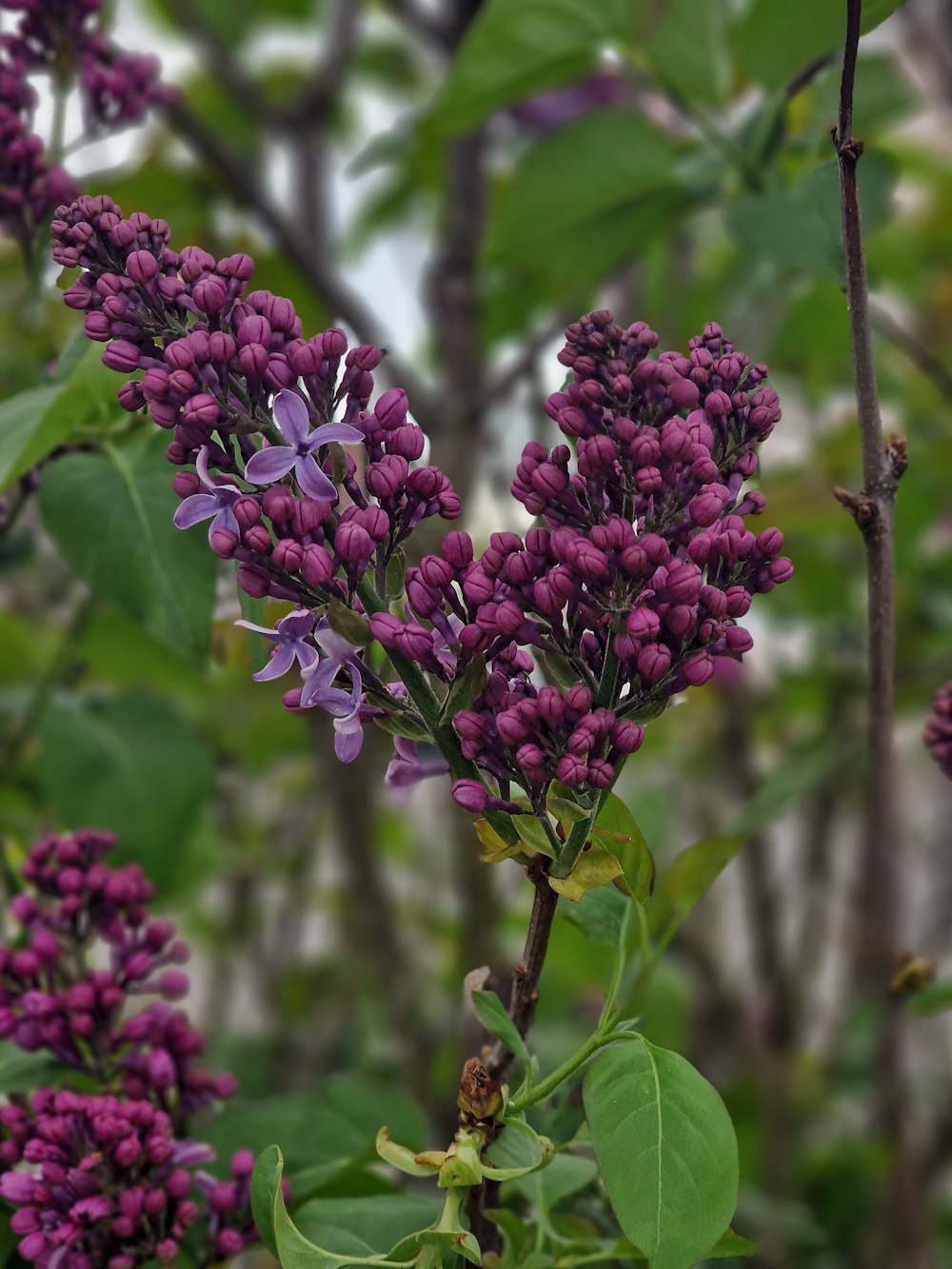 Un ramo de flores púrpuras que están en un árbol