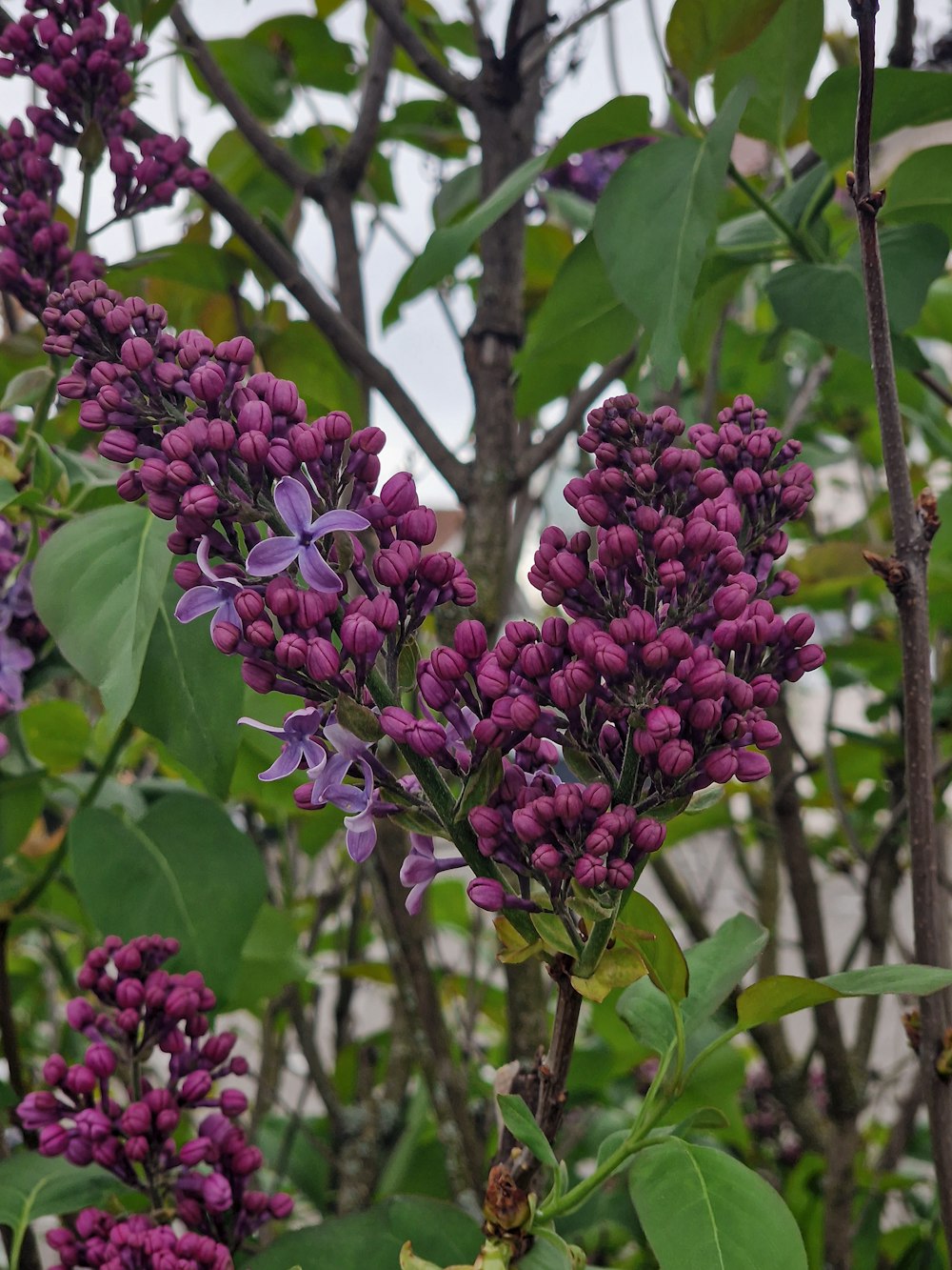 Un ramo de flores púrpuras que crecen en un árbol