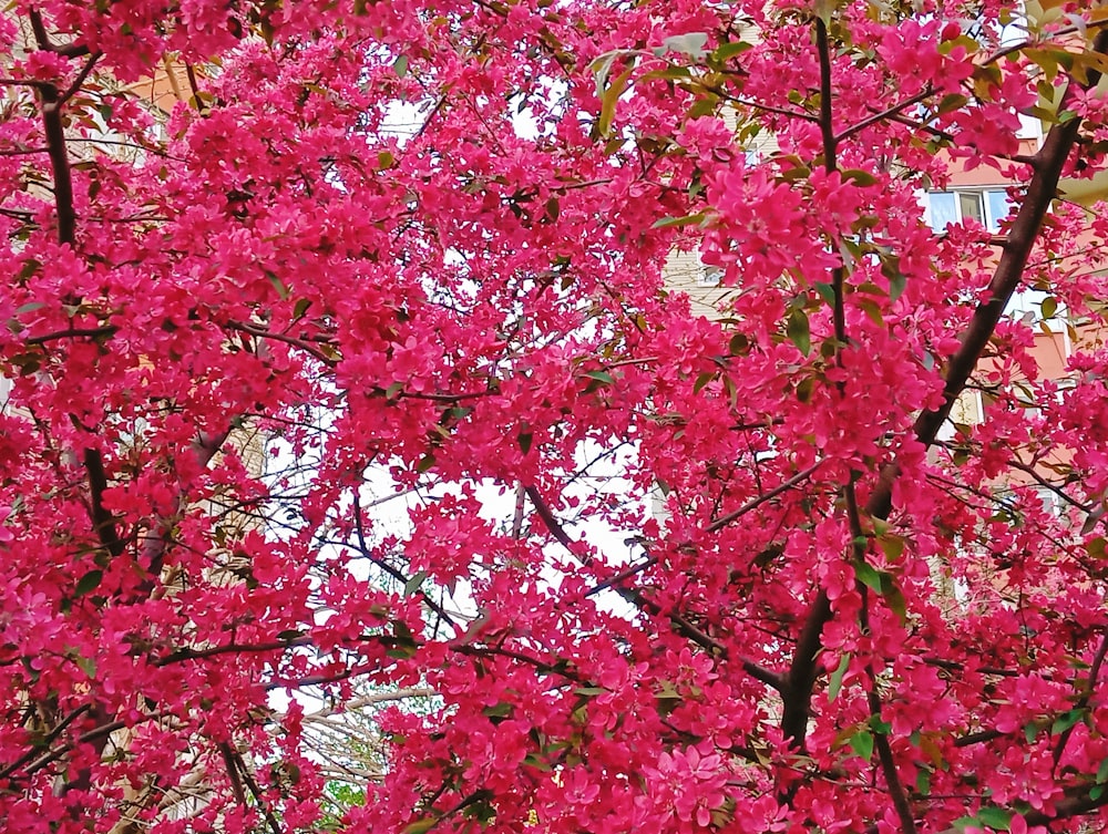 a tree with pink flowers in front of a building