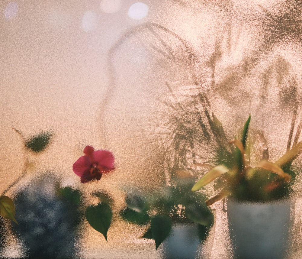 a close up of a flower in a vase on a window sill