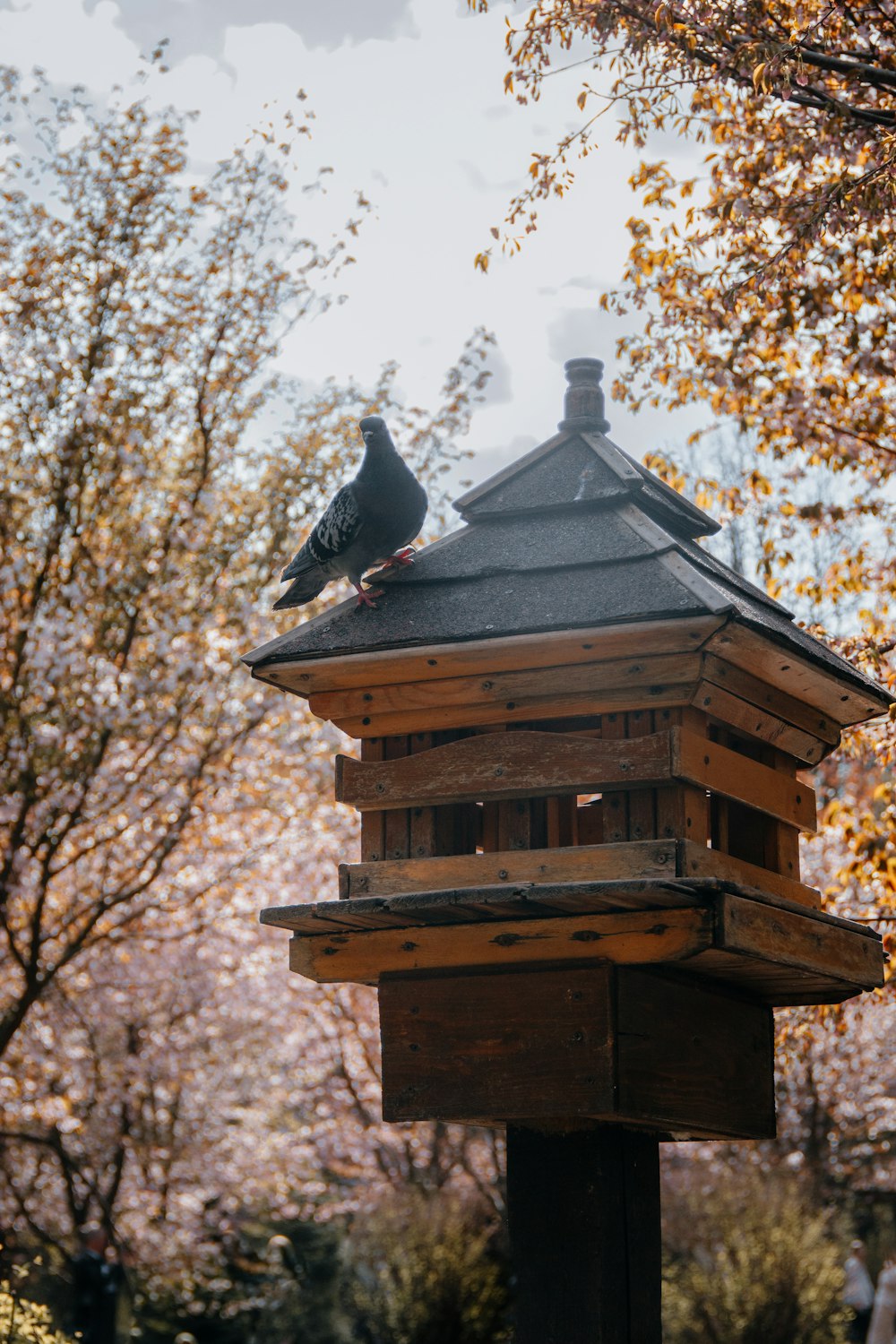um pássaro está empoleirado em cima de uma casa de pássaros