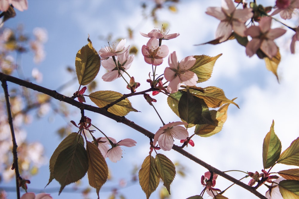 a branch with pink flowers and green leaves