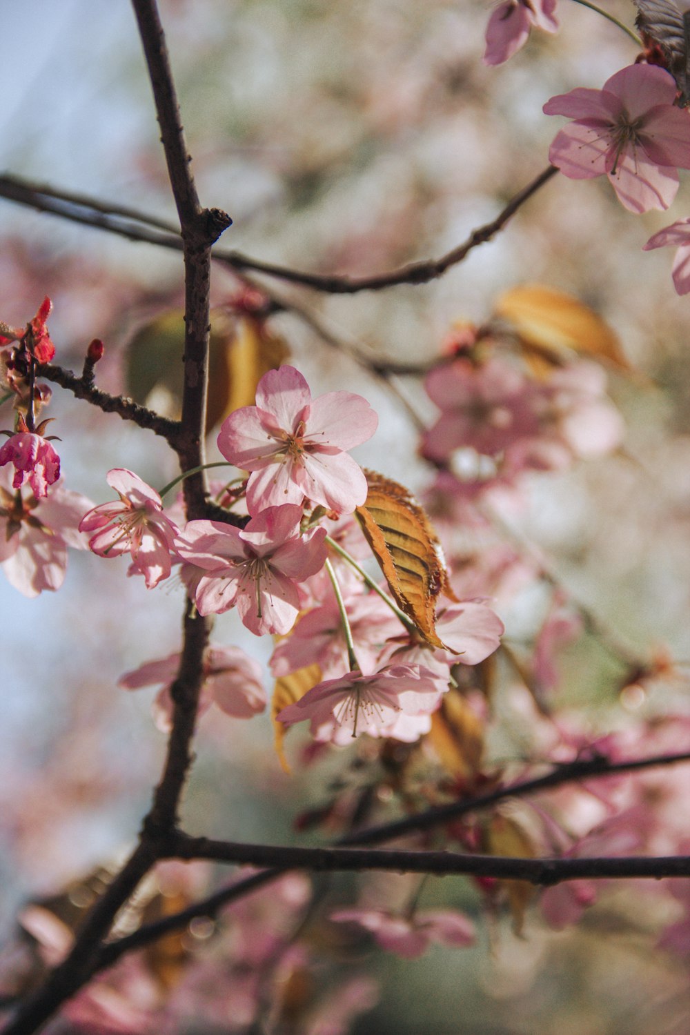 a branch of a tree with pink flowers