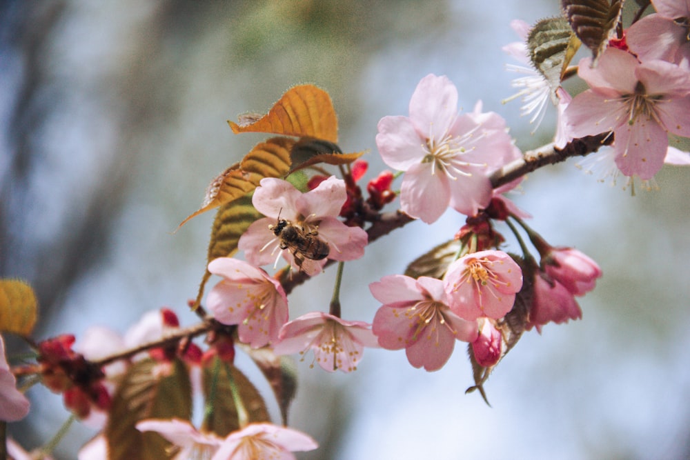 a close up of a branch with pink flowers