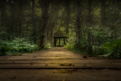 A wooden pathway leads through a dense forest, surrounded by lush green foliage. At the end of the path is a small wooden structure with a sloped roof, partially hidden by the trees. The sunlight filters through the canopy, casting dappled light on the path and creating a serene, mystical atmosphere.